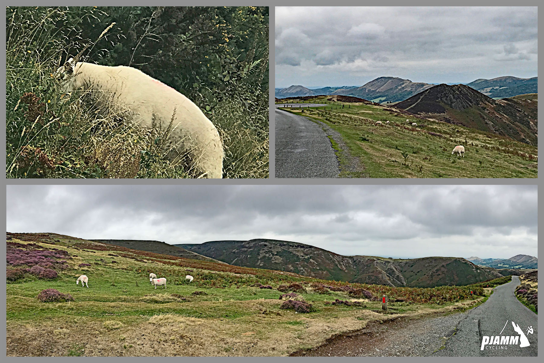 The Burway Cycling The Burway - white sheep grazing in pastureland along hillside, narrow country road along side