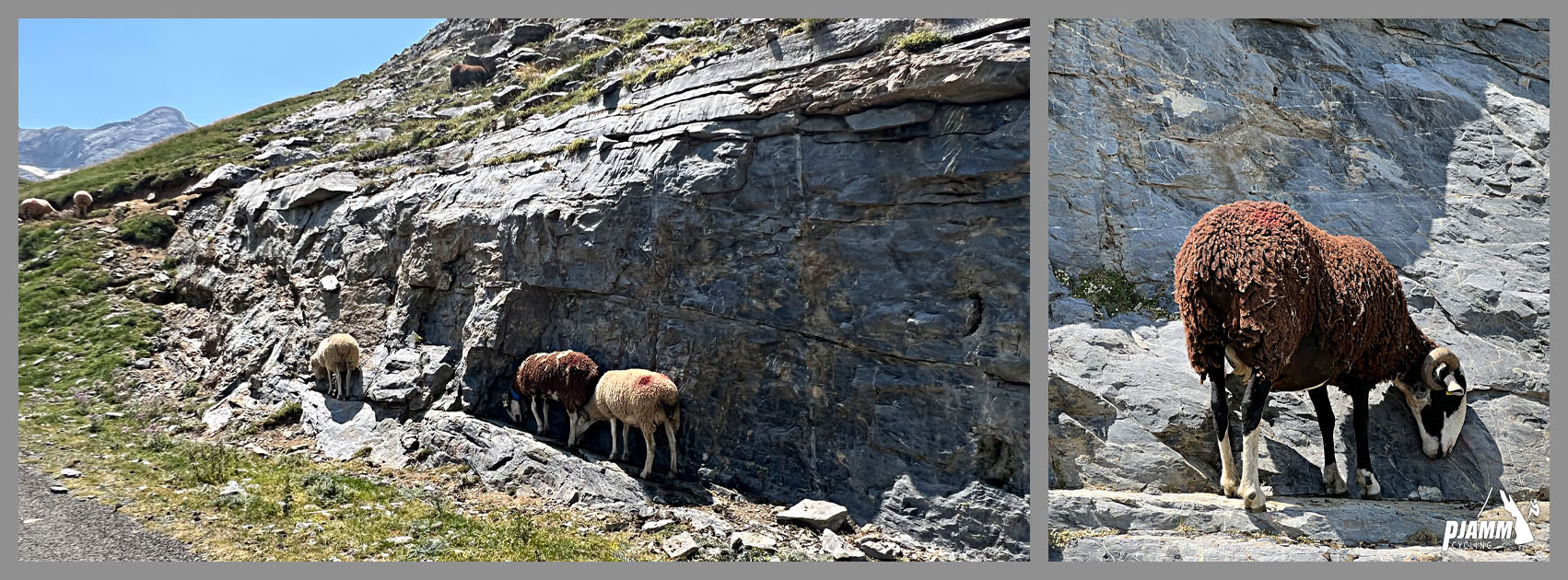 sheep push against stone on roadside trying to find cool and shade during heatwave in summer 2022
