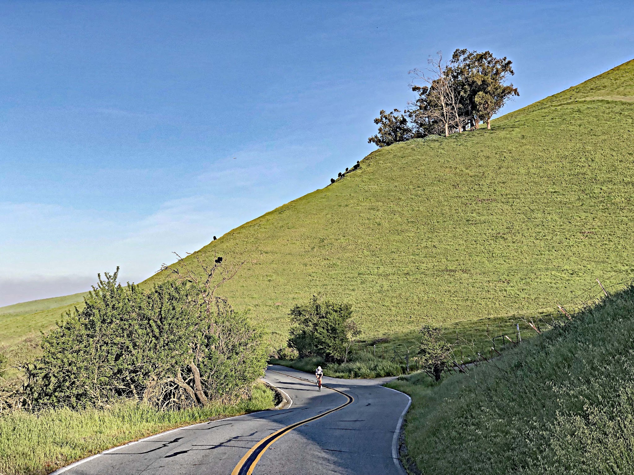 Bike climb Mt. Hamilton  - cycling on bike riding on road with hillside and grazing cows in background. 