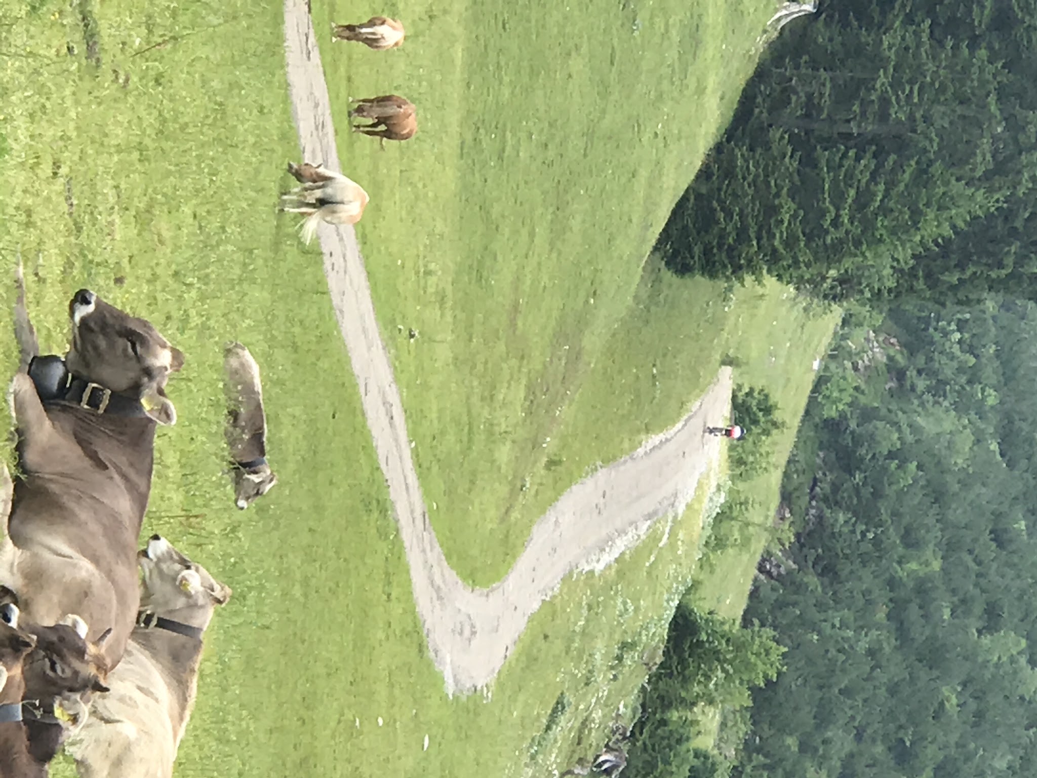 Bicycling up Nebelhorn - cows in meadow with bicyclist 