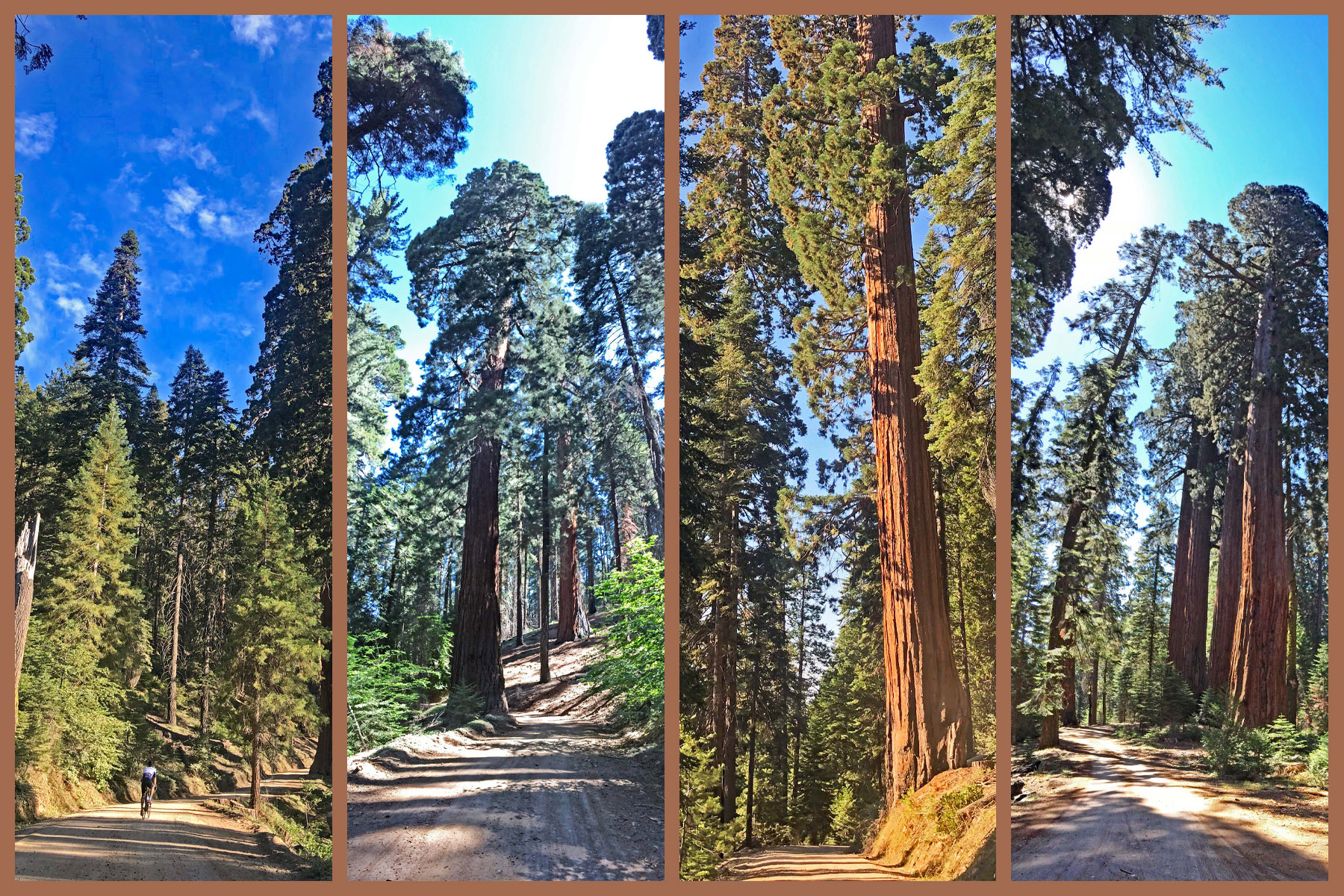 Climbing Top 10 California Bike Climbs by bike - Whitaker Forest - pano of giant sequoia redwoods, roadway