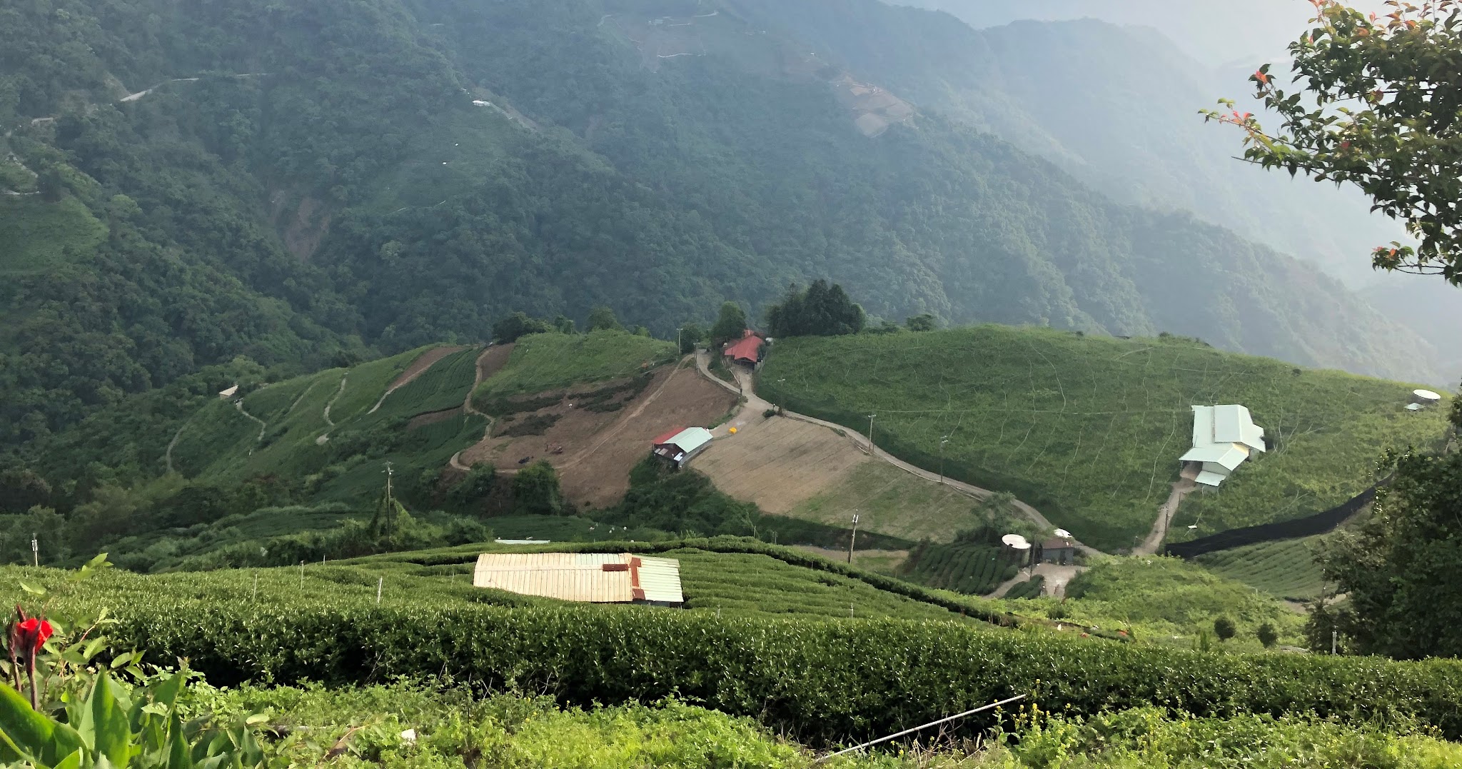 Cycling Wuling Pass North - tea fields