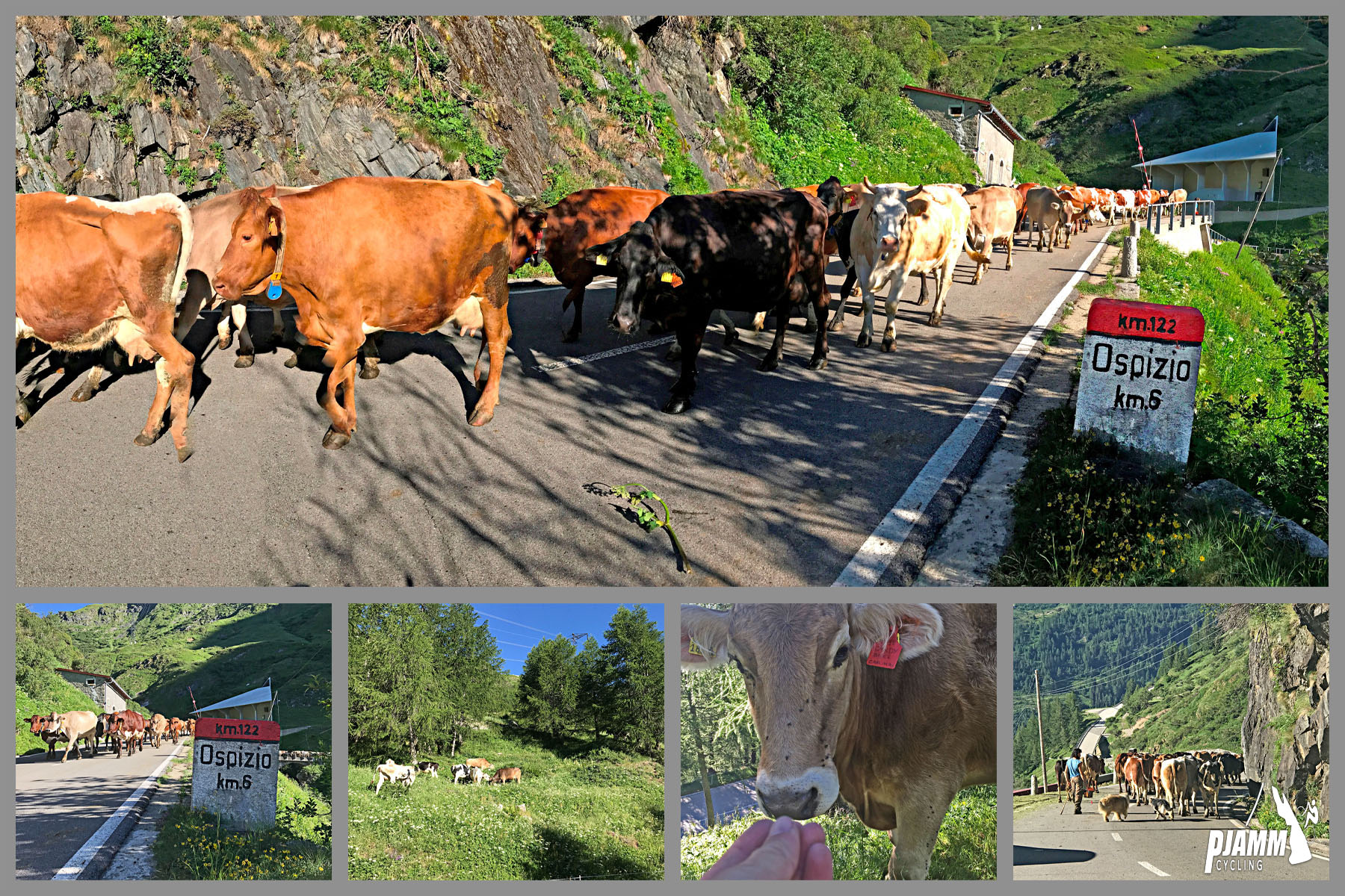Cycling Gotthard Pass (St. Gotthard Pass), Switzerland - heard of ranging cattle crossing roadway