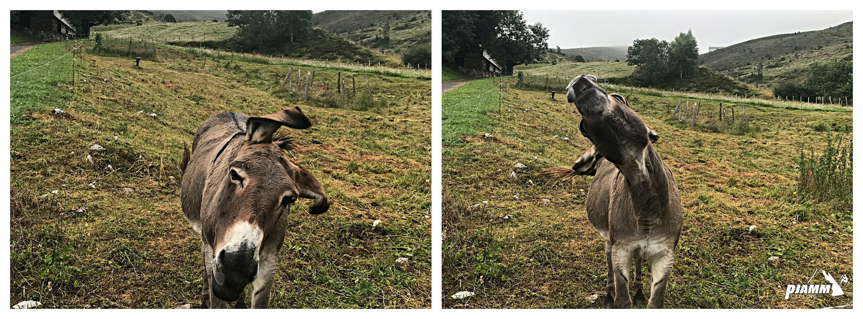 Cycling Hautacam donkeys