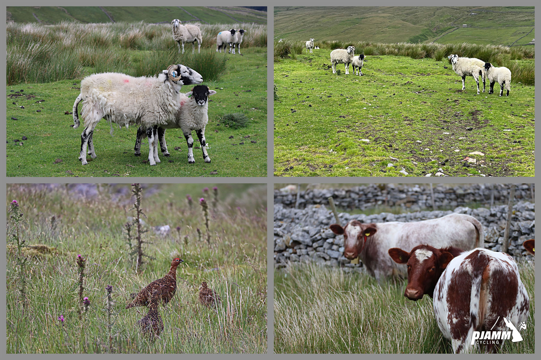 photo collage of sheep, cows, and pheasants grazing in pasturelands