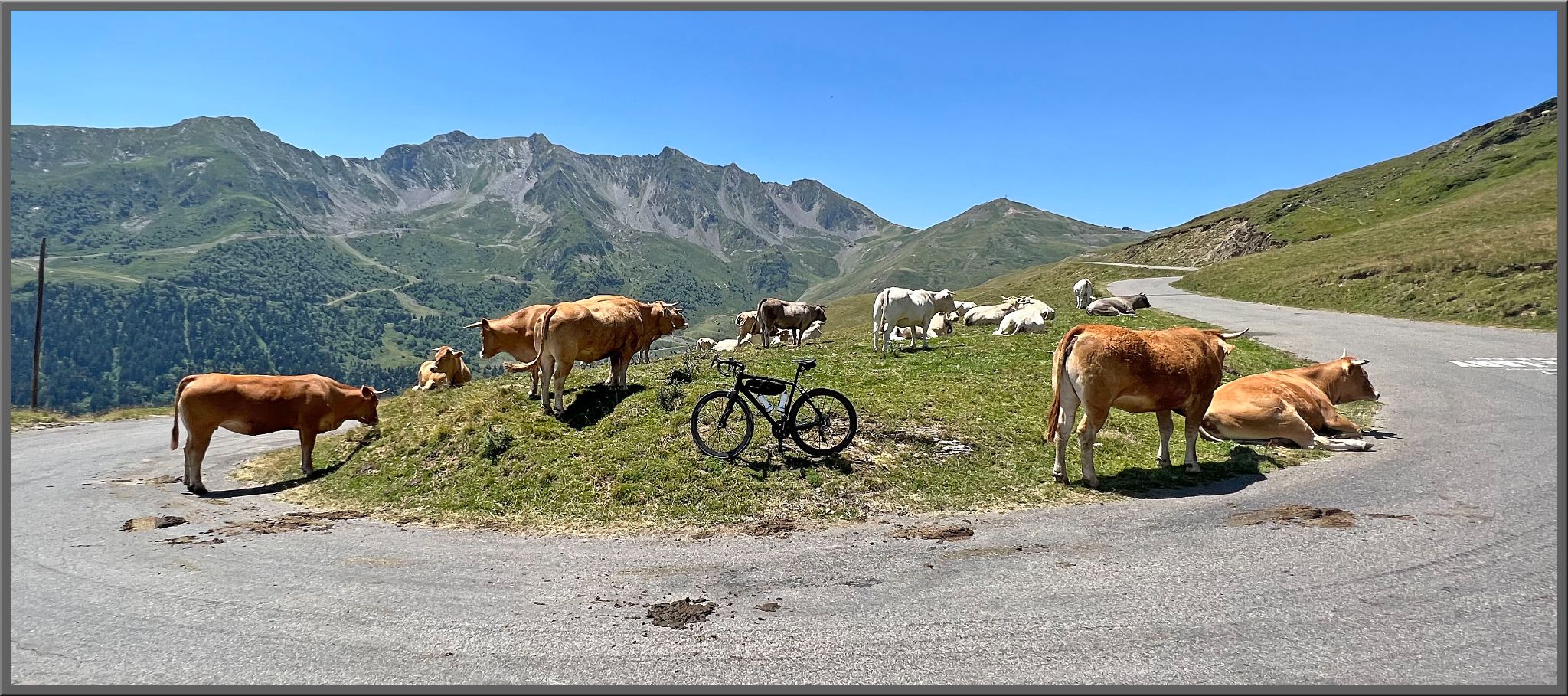 Cycling Col de Portet brown cows graze in grassy along roadway, bike parked in center of them