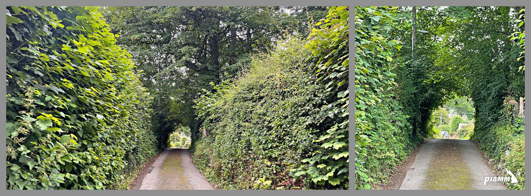 Tree tunnel near climb's start