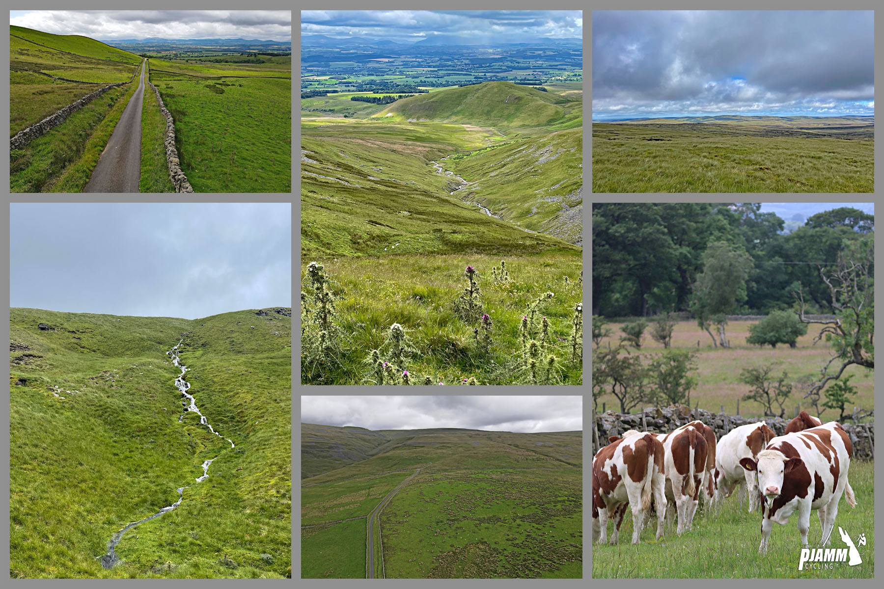 photo collage; brown and white cows, stream in hillside, green pastureland