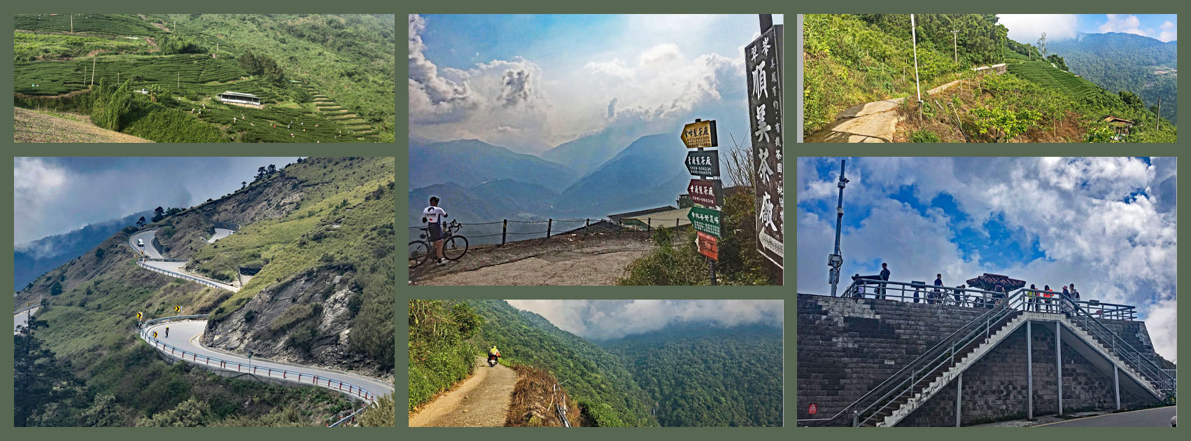 Cycling Wuling Pass North - tea fields