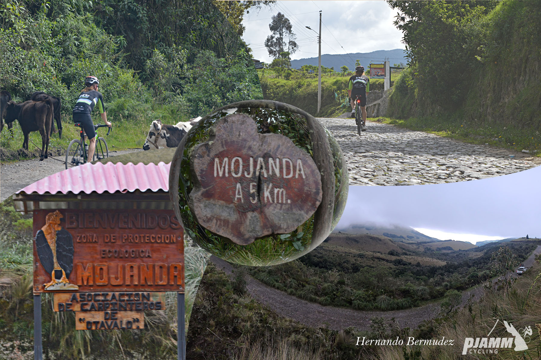 Cycling Lagunas de Mojanda, Ecuador - photo collage; signs for Mojanda; PJAMM Cyclist rides beyond cattle in roadway