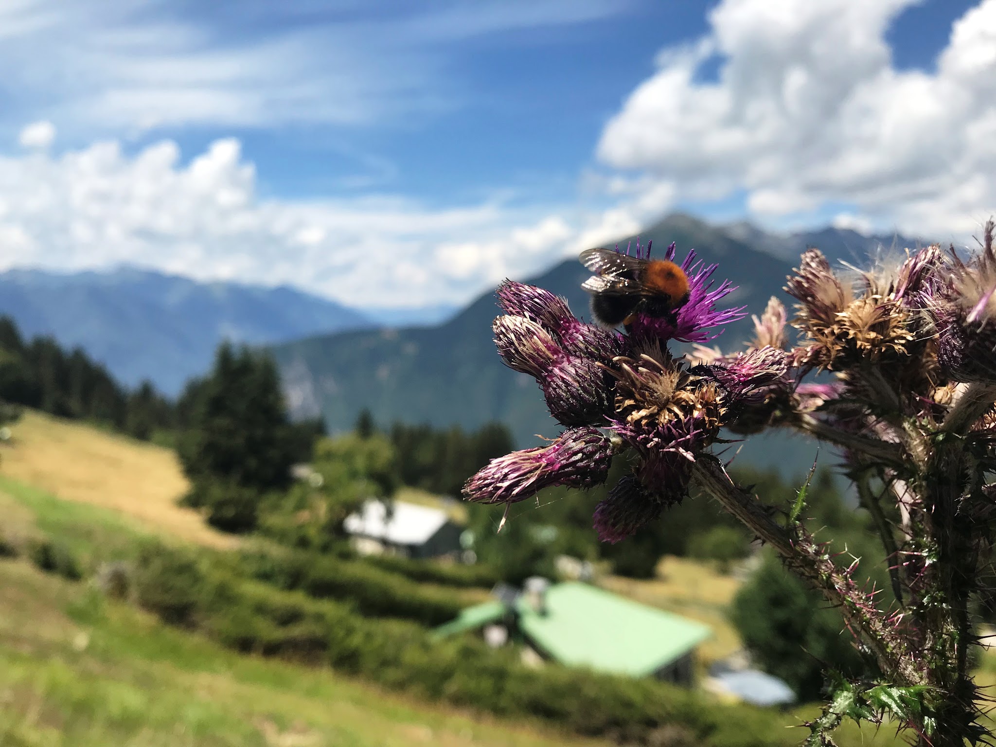 Climb Alpe di Cadinello  by bike - flower and village