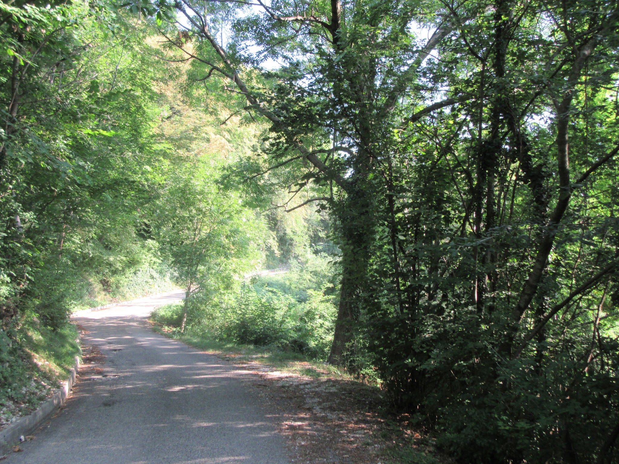 Bike climb of Monte Grappa from Possagno  - roadway surrounded by trees