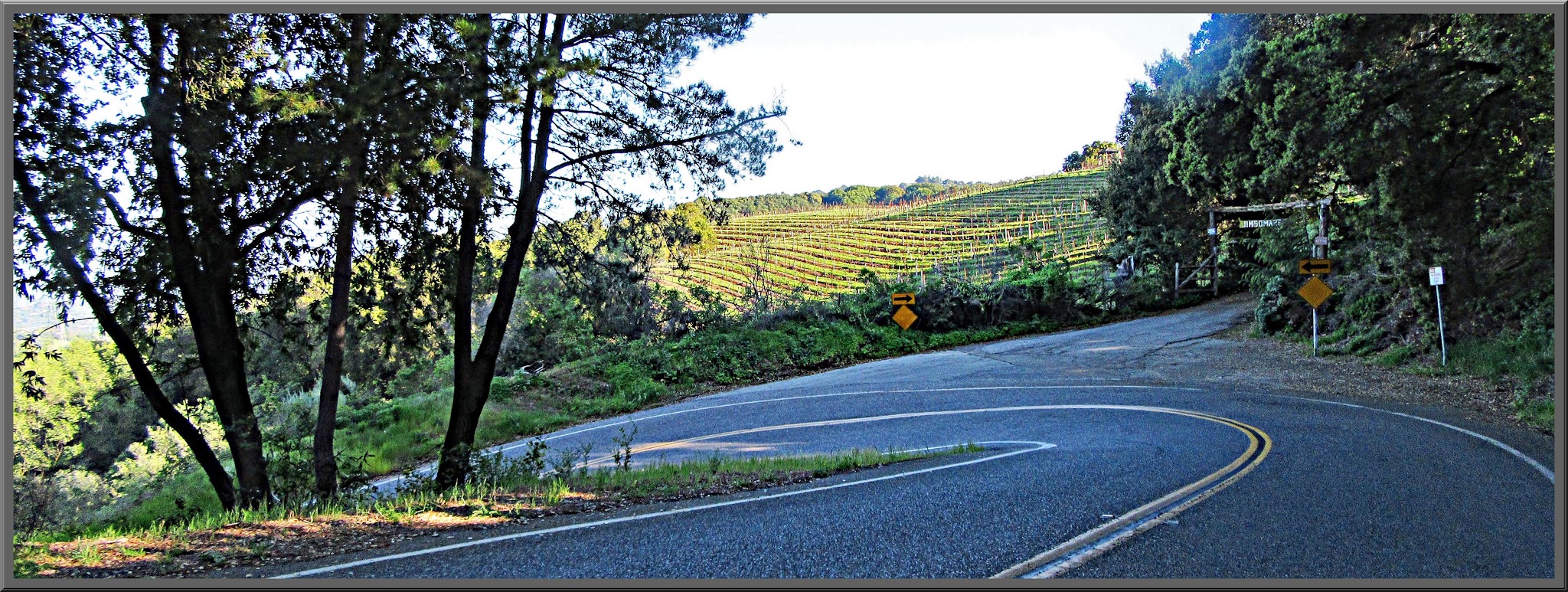 Cycling Montebello, Santa Cruz Mountains, California  - sharp hairpin turn along a two-lane paved road looking out over vineyards