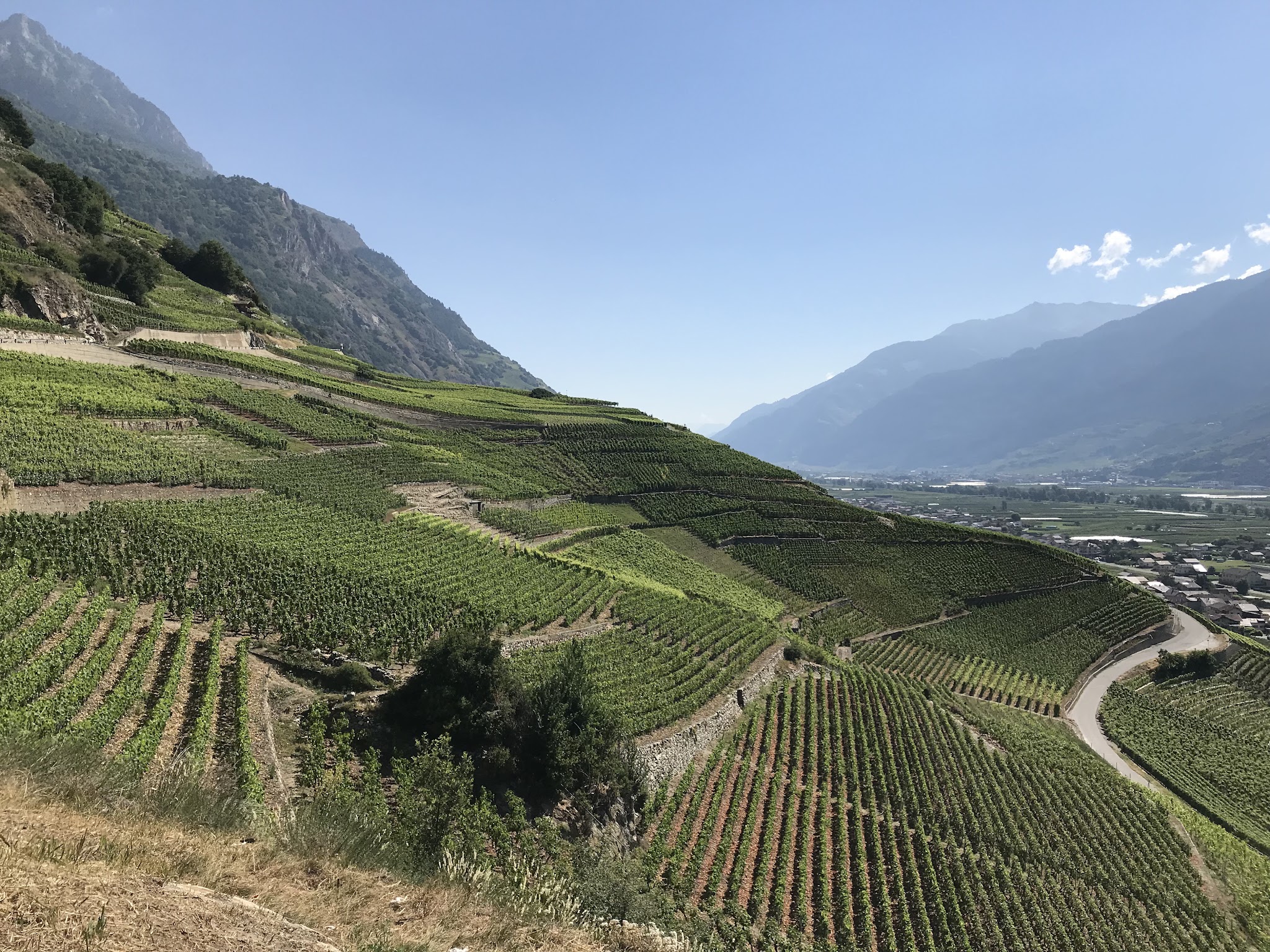 Climbing Fully Erie by bike - hillside vineyards of Fully