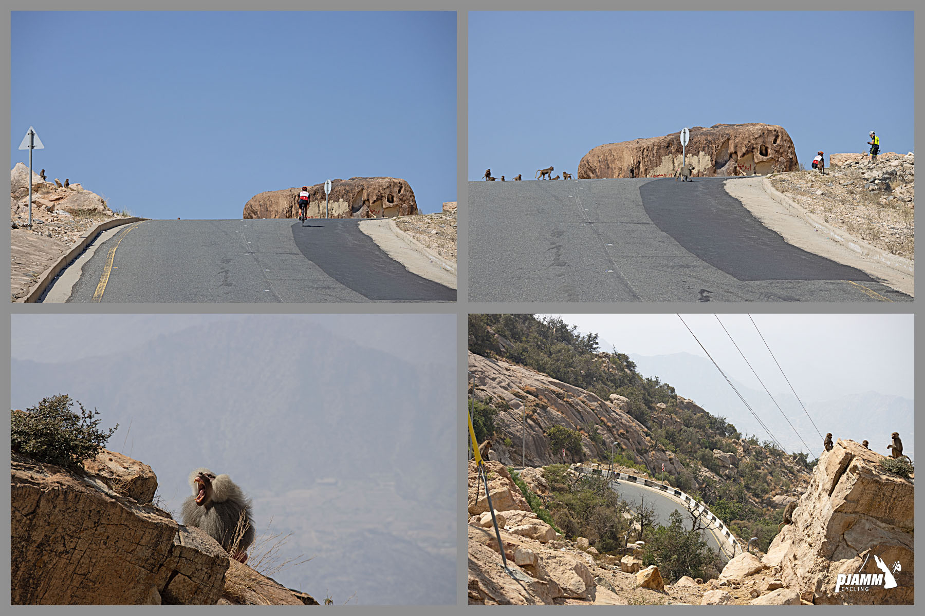 Cycling Parmah Pass, Saudi Arabia  - baboons on roadside rocks