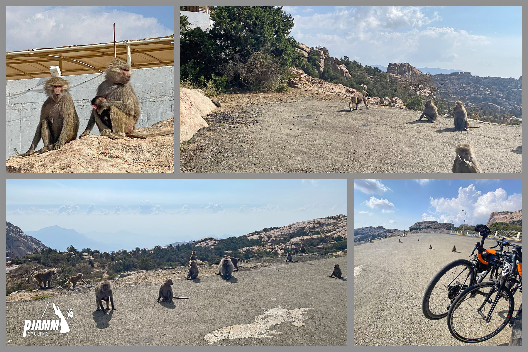 Cycling Parmah Pass, Saudi Arabia  - bikes parked in parking lot at climb's finish, surrounded by many baboons
