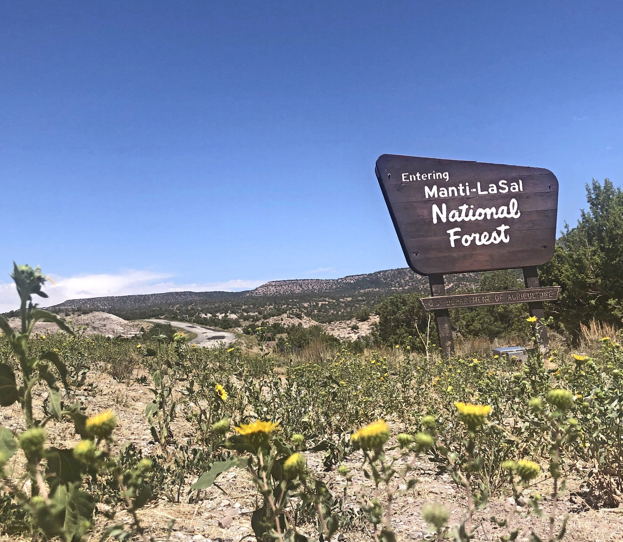 Cycling La Sal Loop Road at Castle Valley - yellow wildflowers in foreground with large wooden NPS sign reading "Entering Manti-LaSal National Forest" 