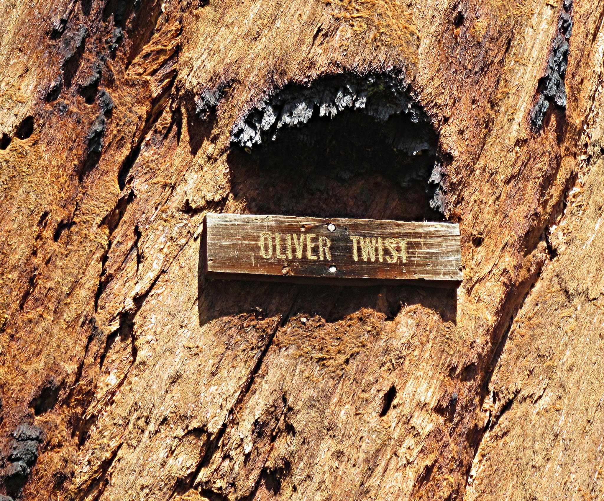 Bike climb  Bear Creek Road - Oliver Twist giant sequoia sign