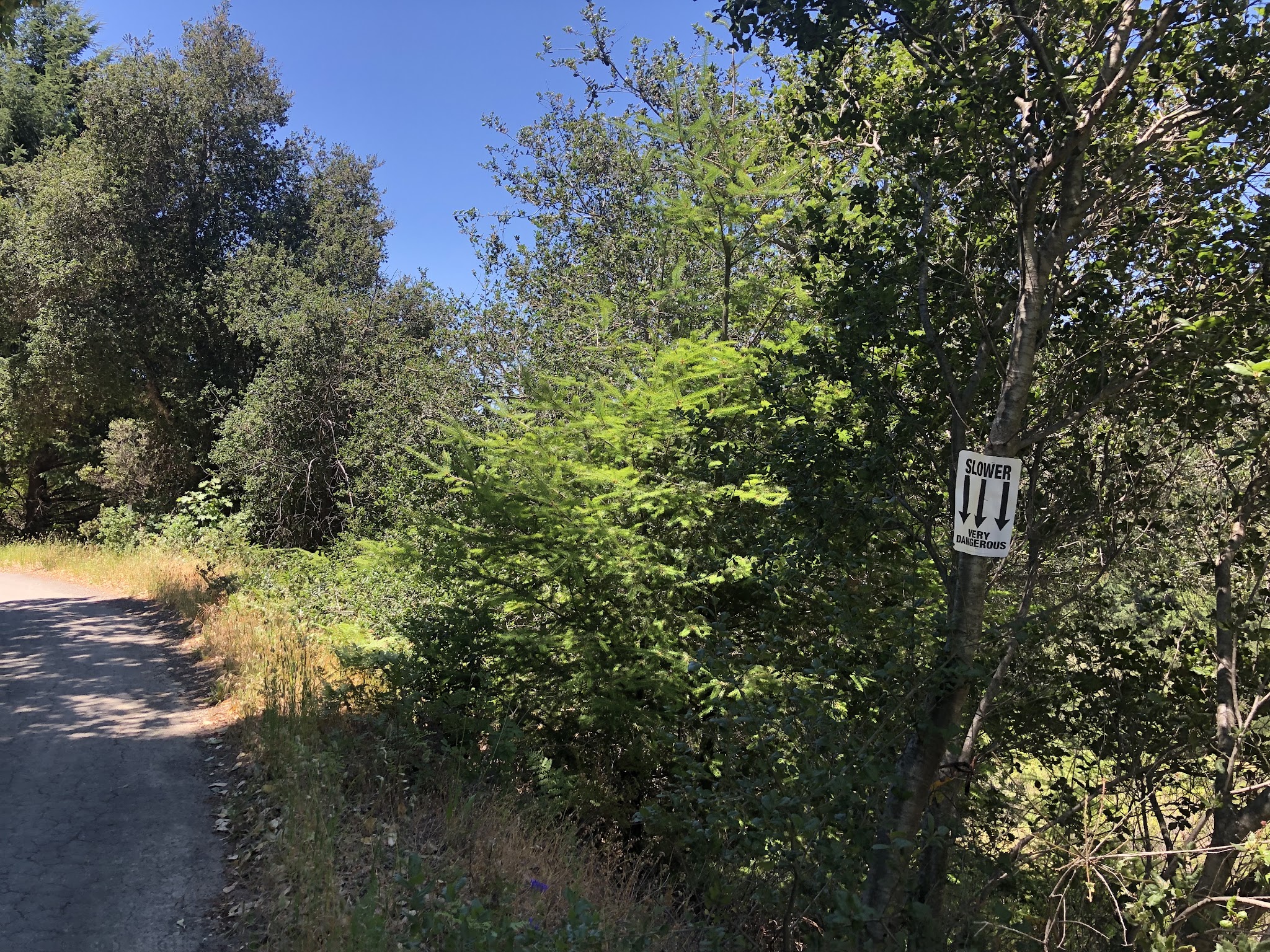 Climbing Sweetwater Springs Road by bike - slow and danger sign, roadway