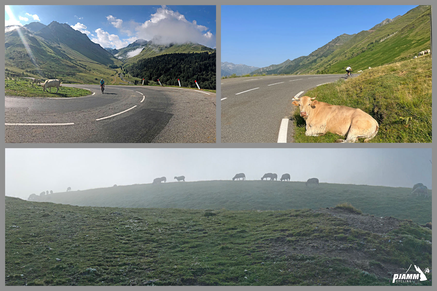 photo collage shows cows and other livestock along the climb