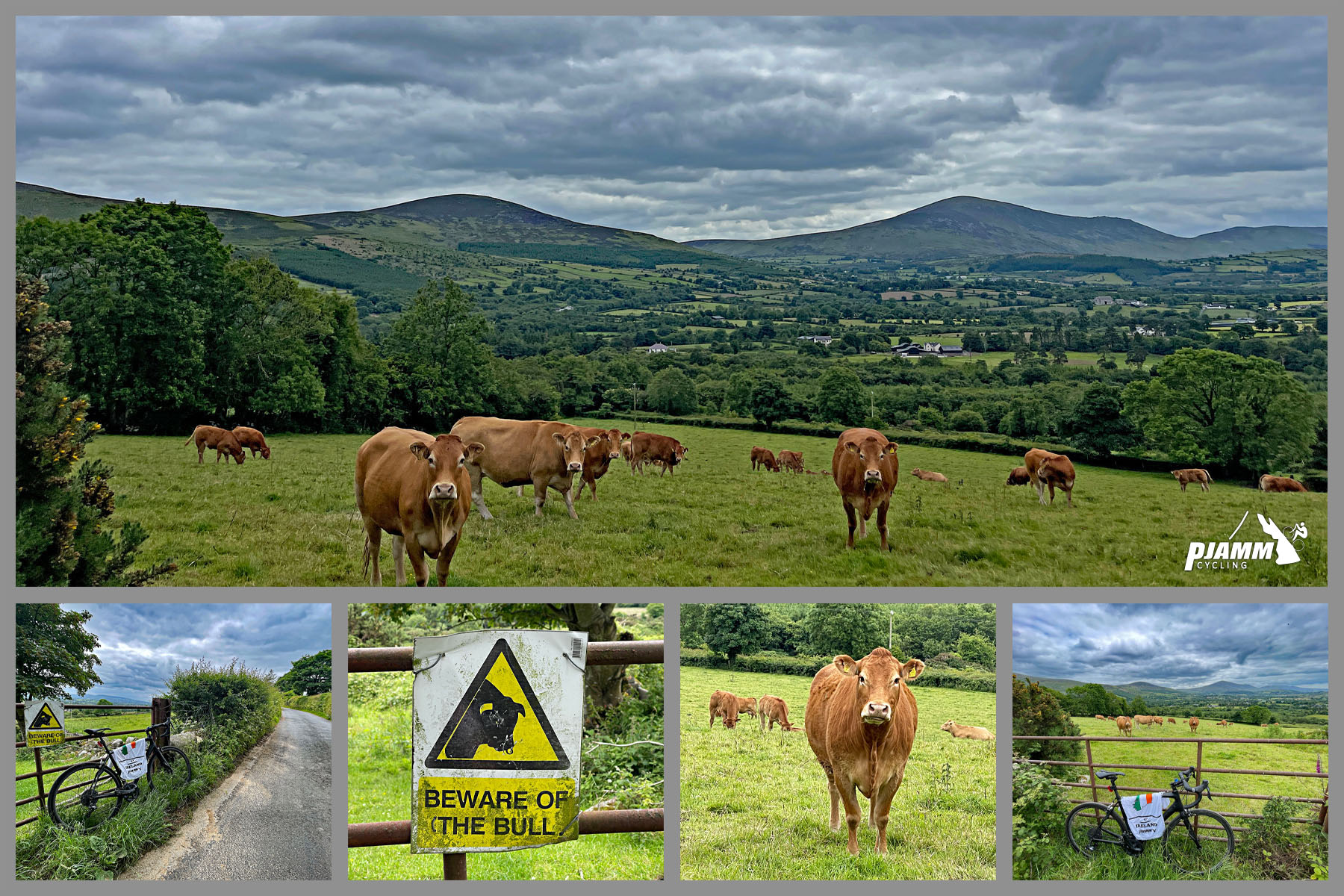 photo collage shows brown cows grazing in pasture, sign warns "beware of bull"