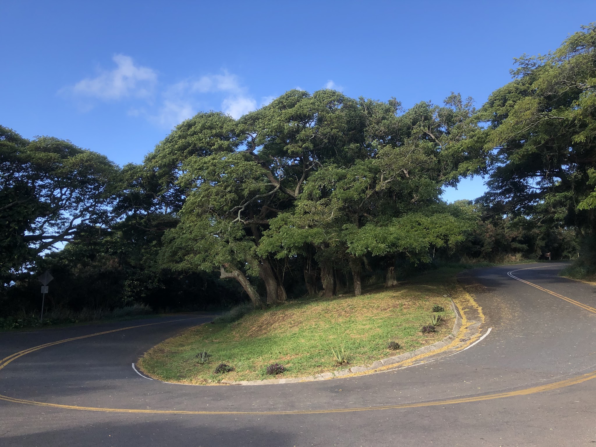 Climbing by bike Tantalus Drive - hairpin