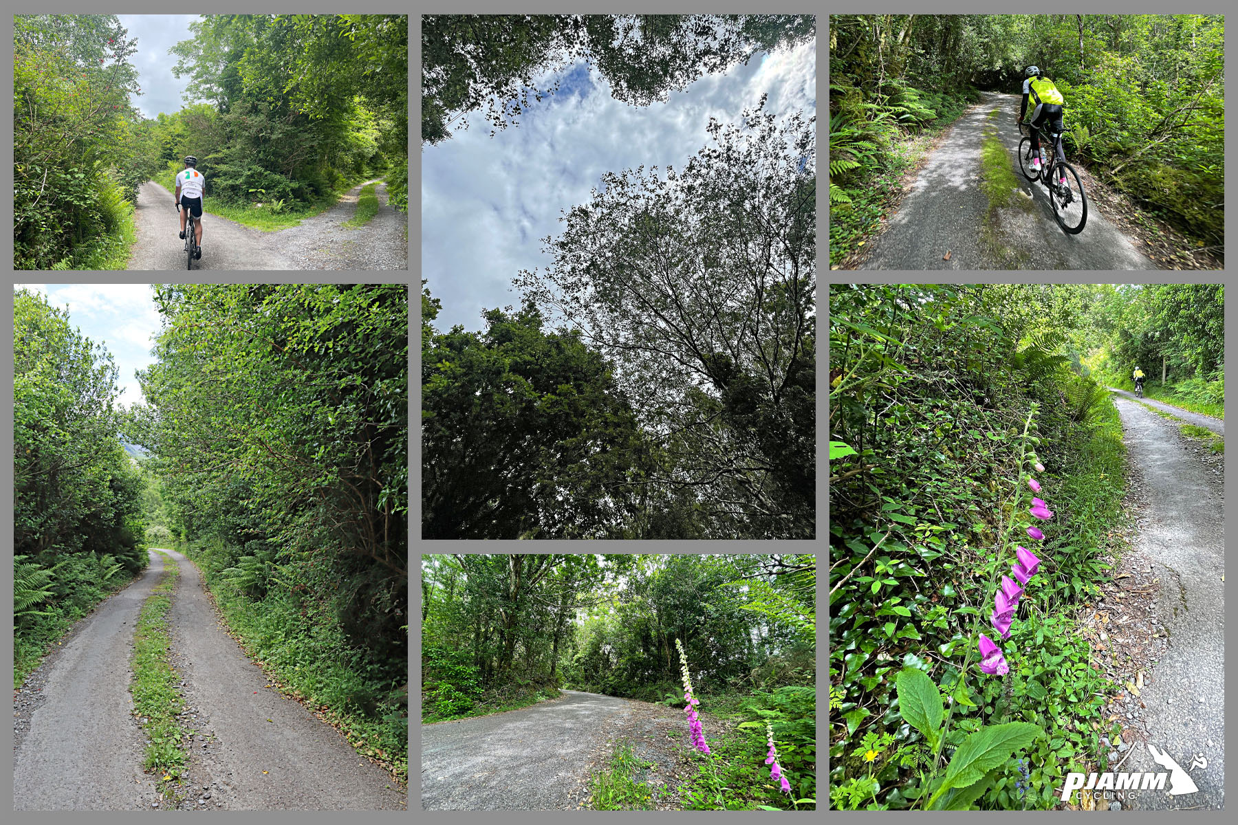 photo collage shows remoteness of the Glengariff Forest road climb,  narrow roadway with grass dividing the center, heavily forested roads, bright pink foxglove flowers