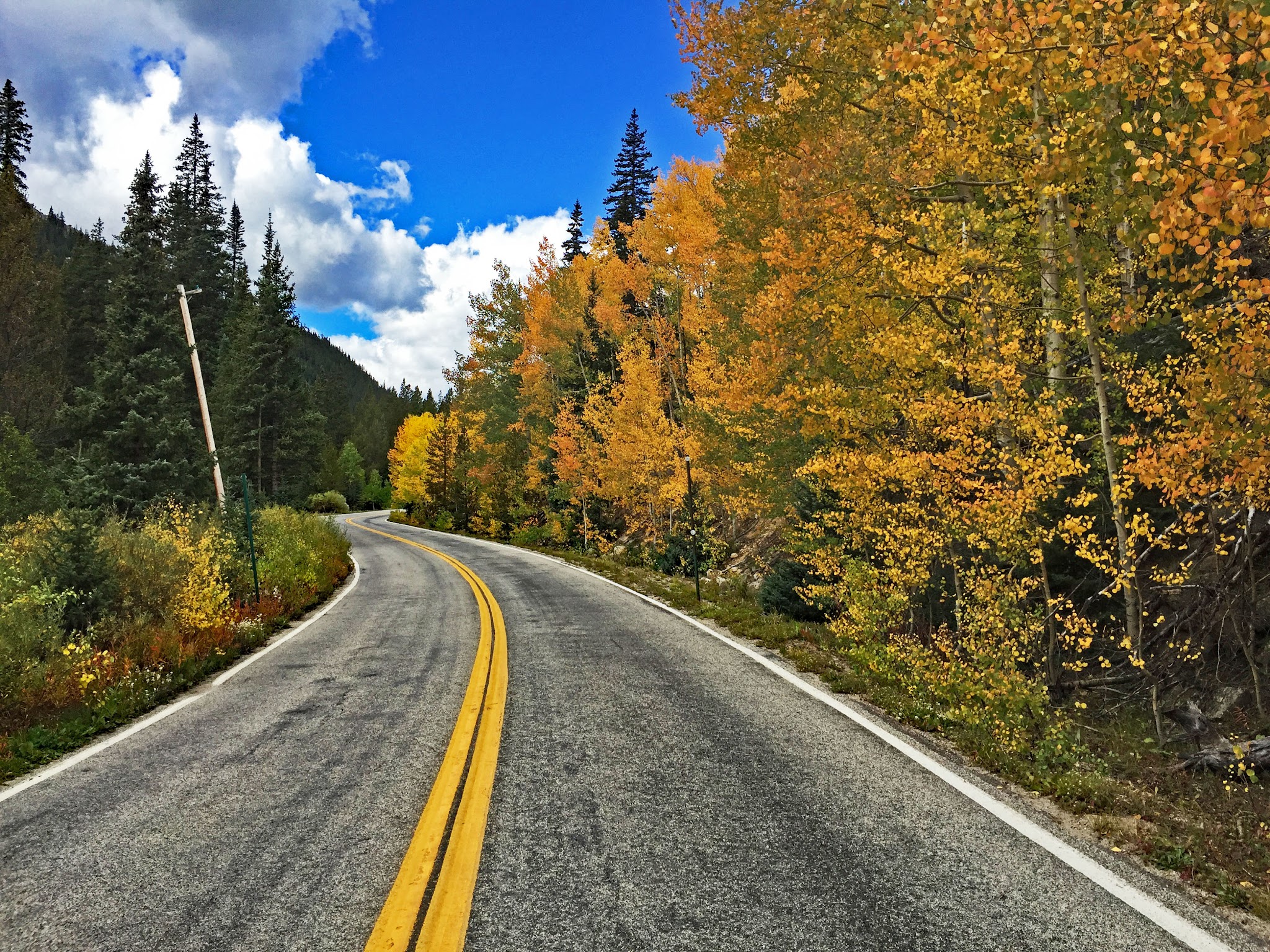 Cycling Independence Pass - trees and road during fall