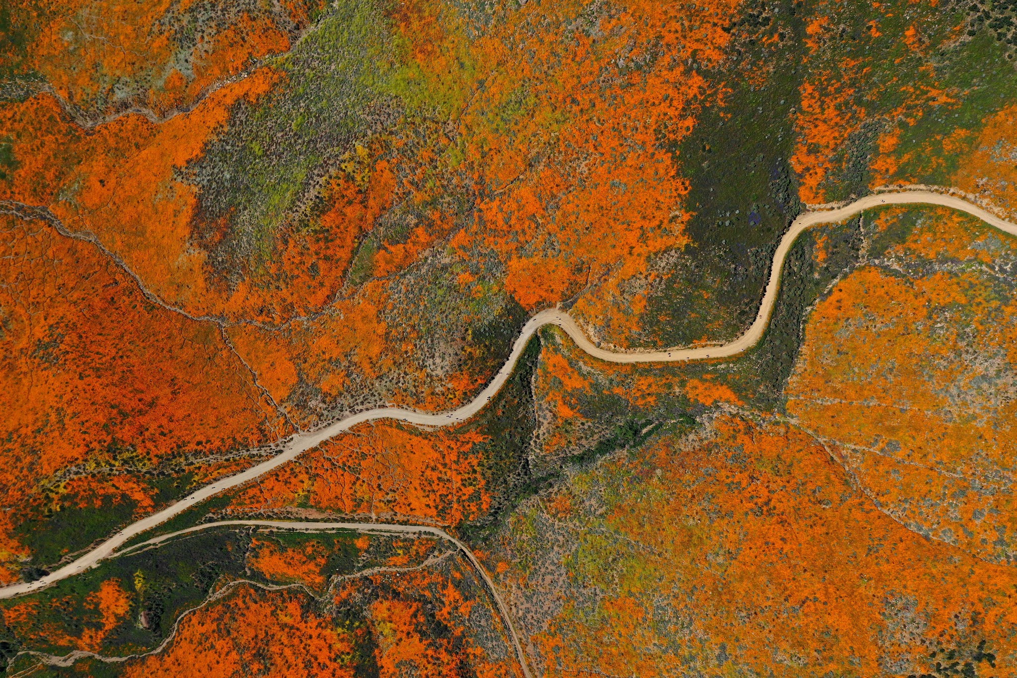 Cycling the Super Bloom - Lake Elsinore - aerial drone photo of road and poppy bloom