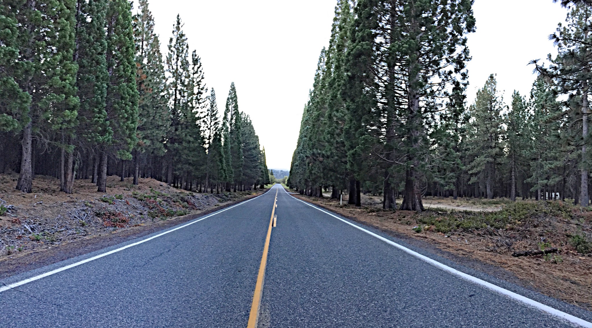two lane highway road flanked by tall pine trees