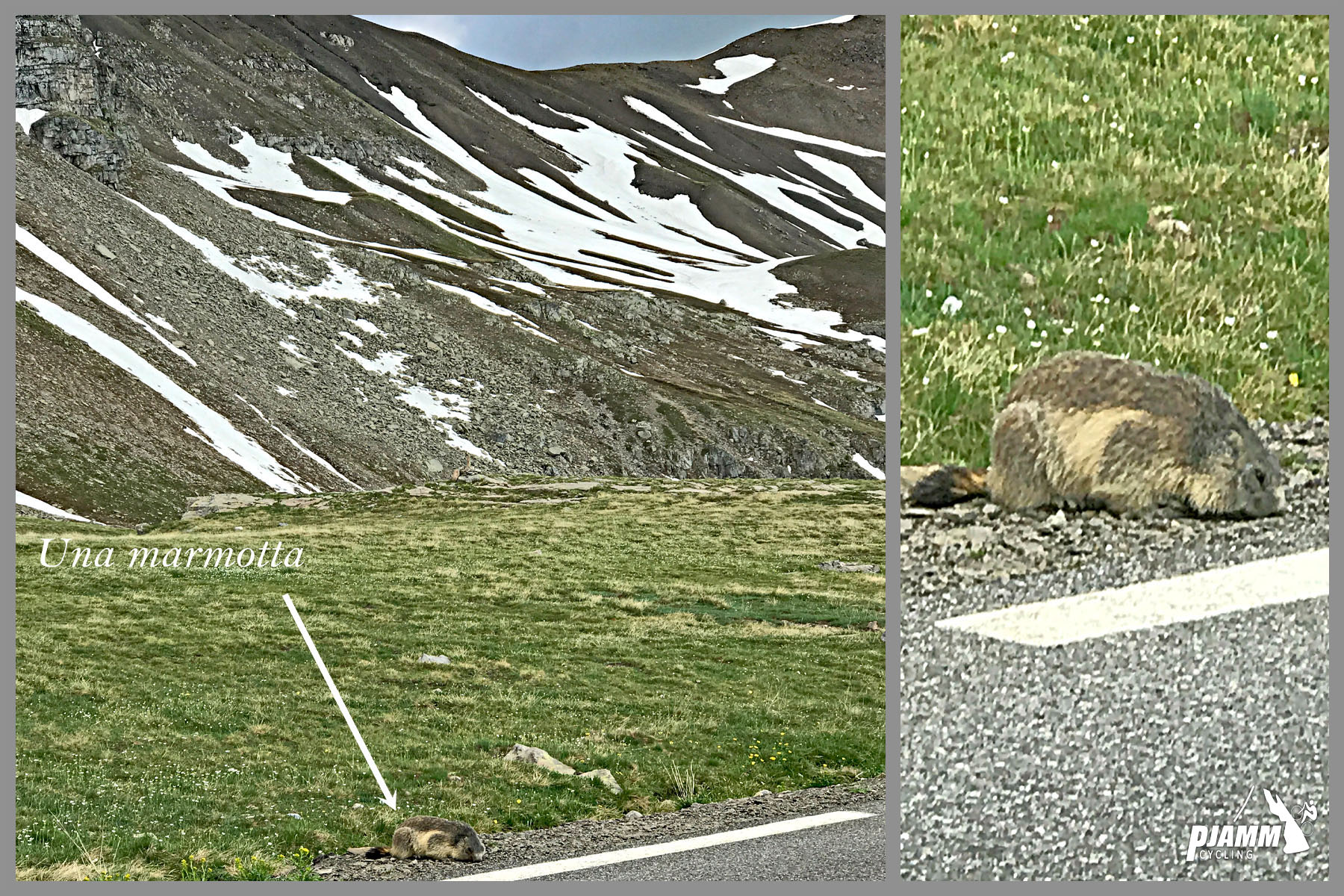 Cycling Cime Bonette from Jausiers, France - marmot on roadside, snowy hillsides beyond