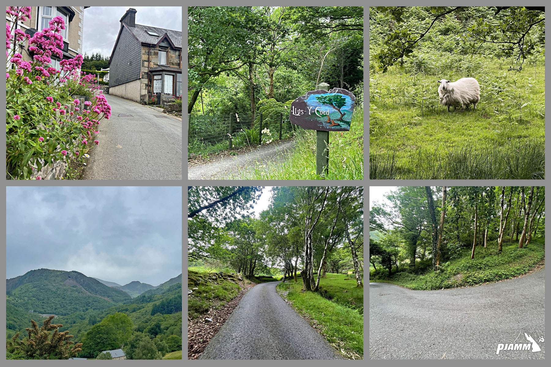 farmlands beyond village of Trefriw, green pastureland, forestation, and pink wildflowers