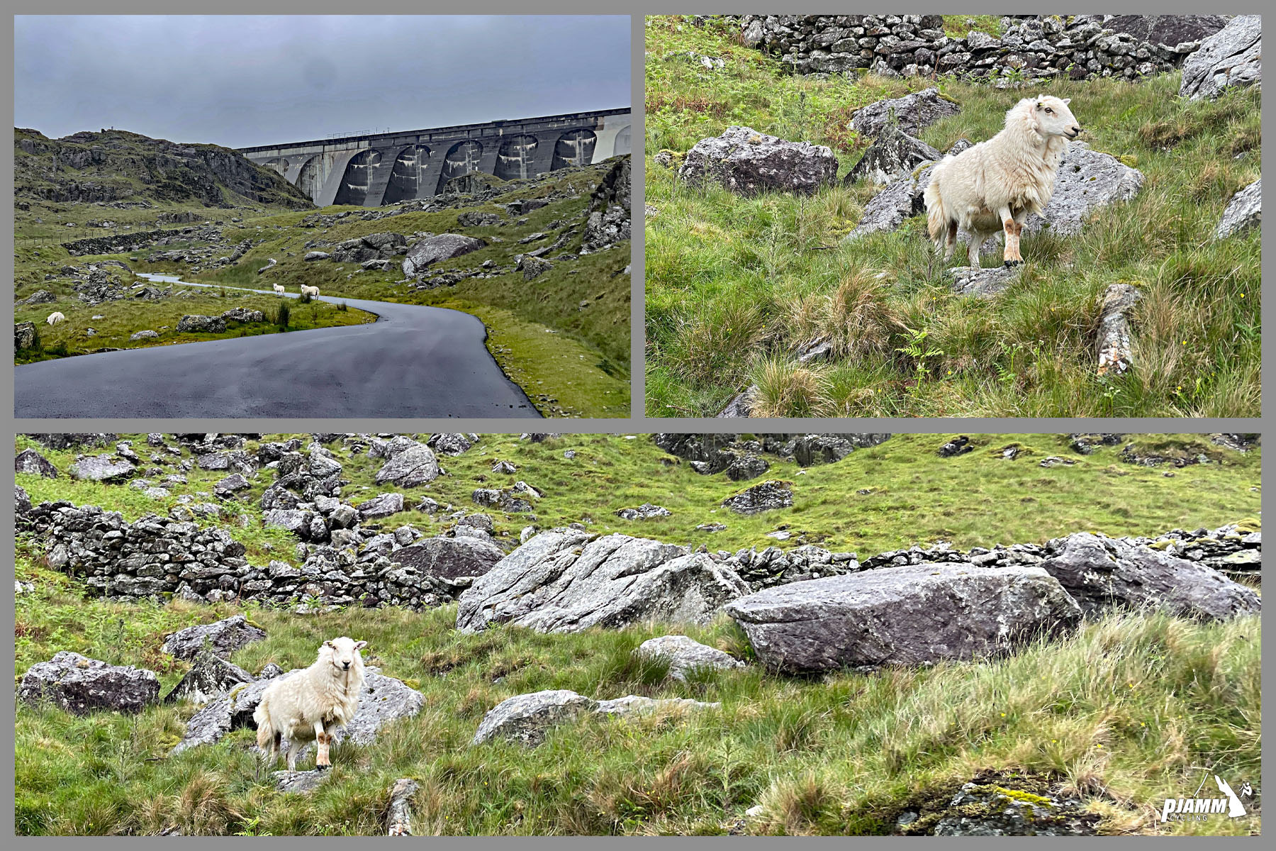 photo collage show sheep along hillside, dam in background