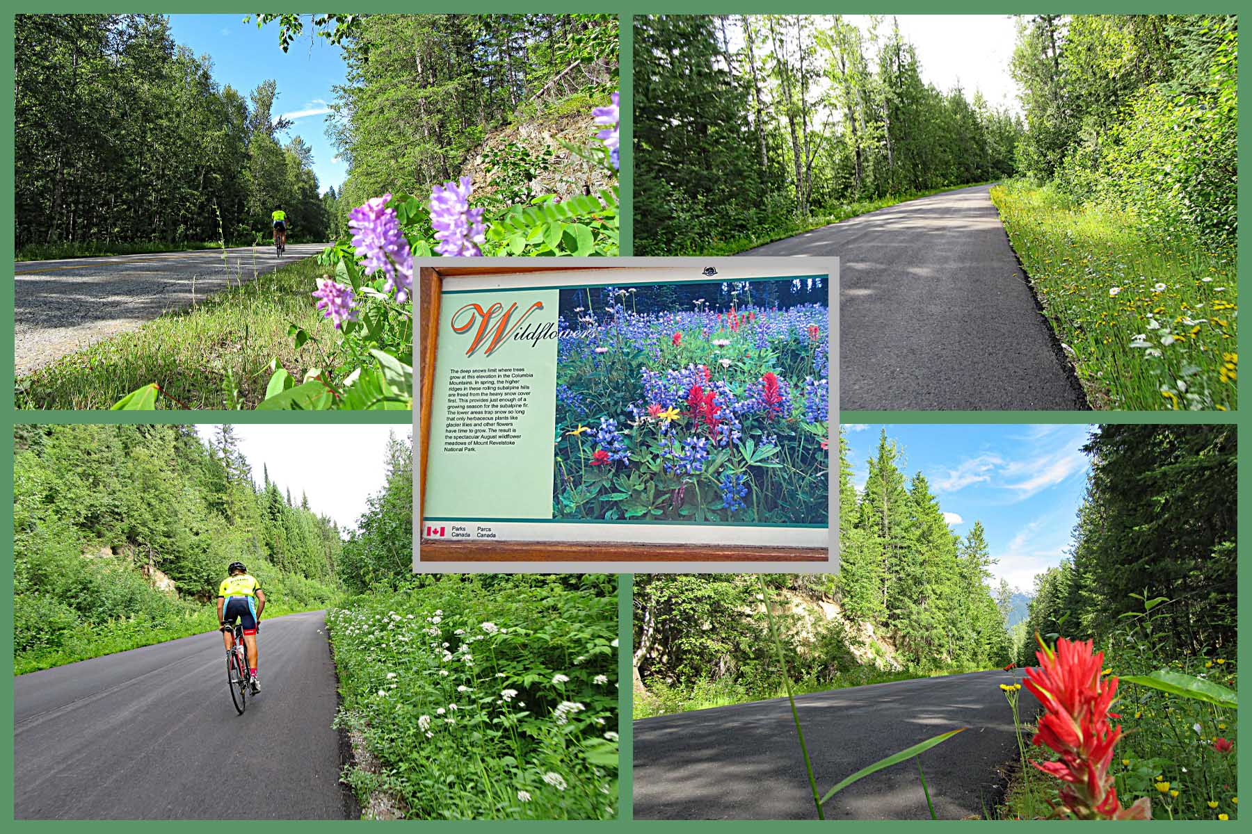 Cycling Mt. Revelstoke, BC, Canada - vies along roadway of Mt. Revelstoke wildflowers blooming in the summer, 