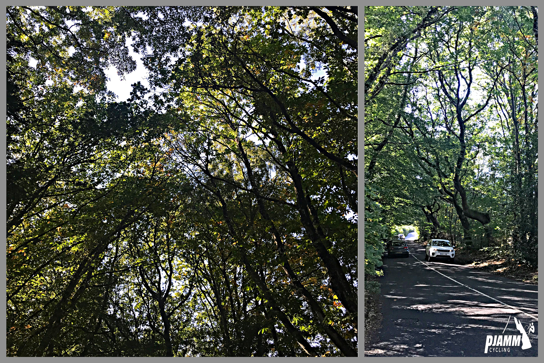 Cycling Haytor Vale - view looking up at tall, shade trees, densely tree-covered lane with white car traveling through, PJAMM Cycling logo
