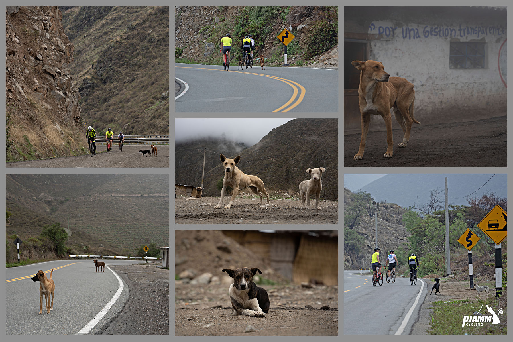 Cycling Conococha, Peru - photo collage shows dogs along the climb; some friendly, others not