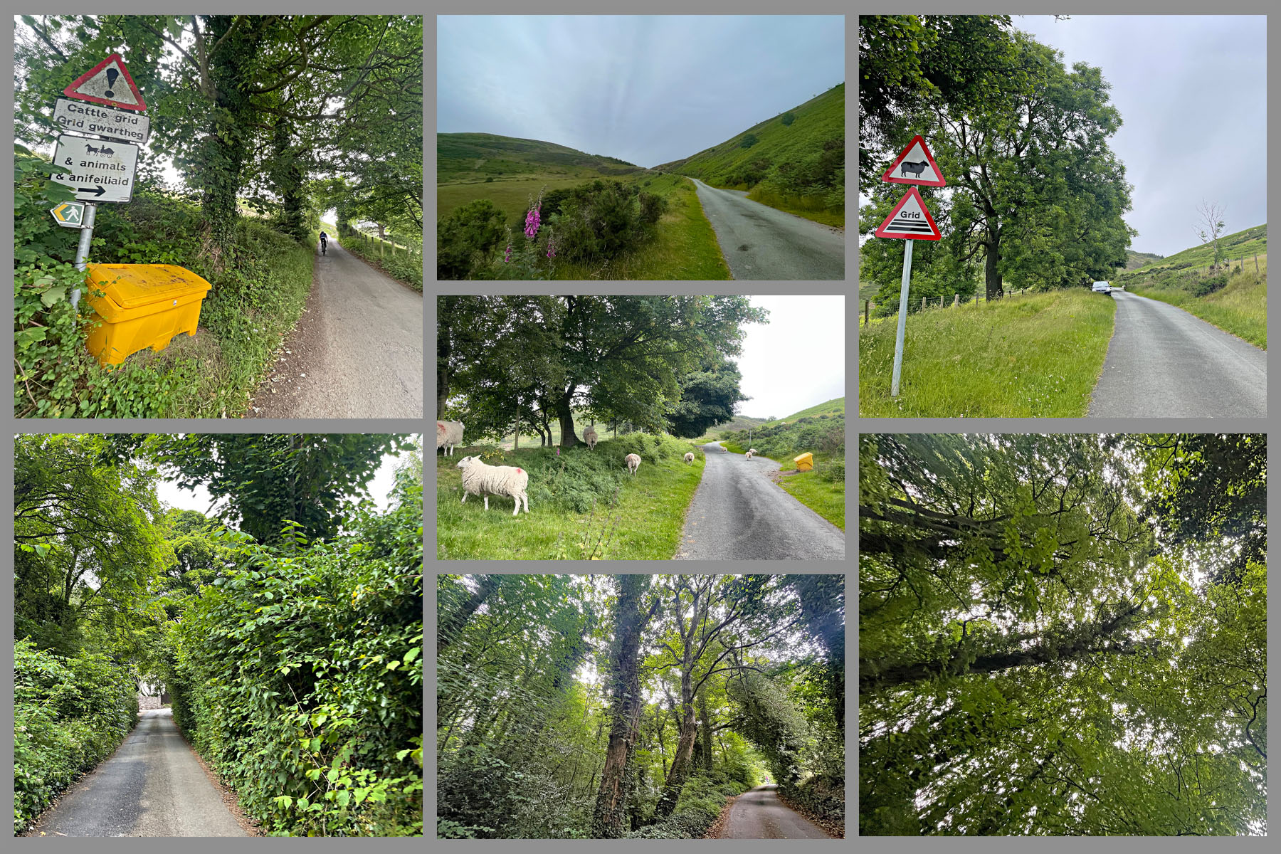 dense forestation at climb beginning, sheep along roadway