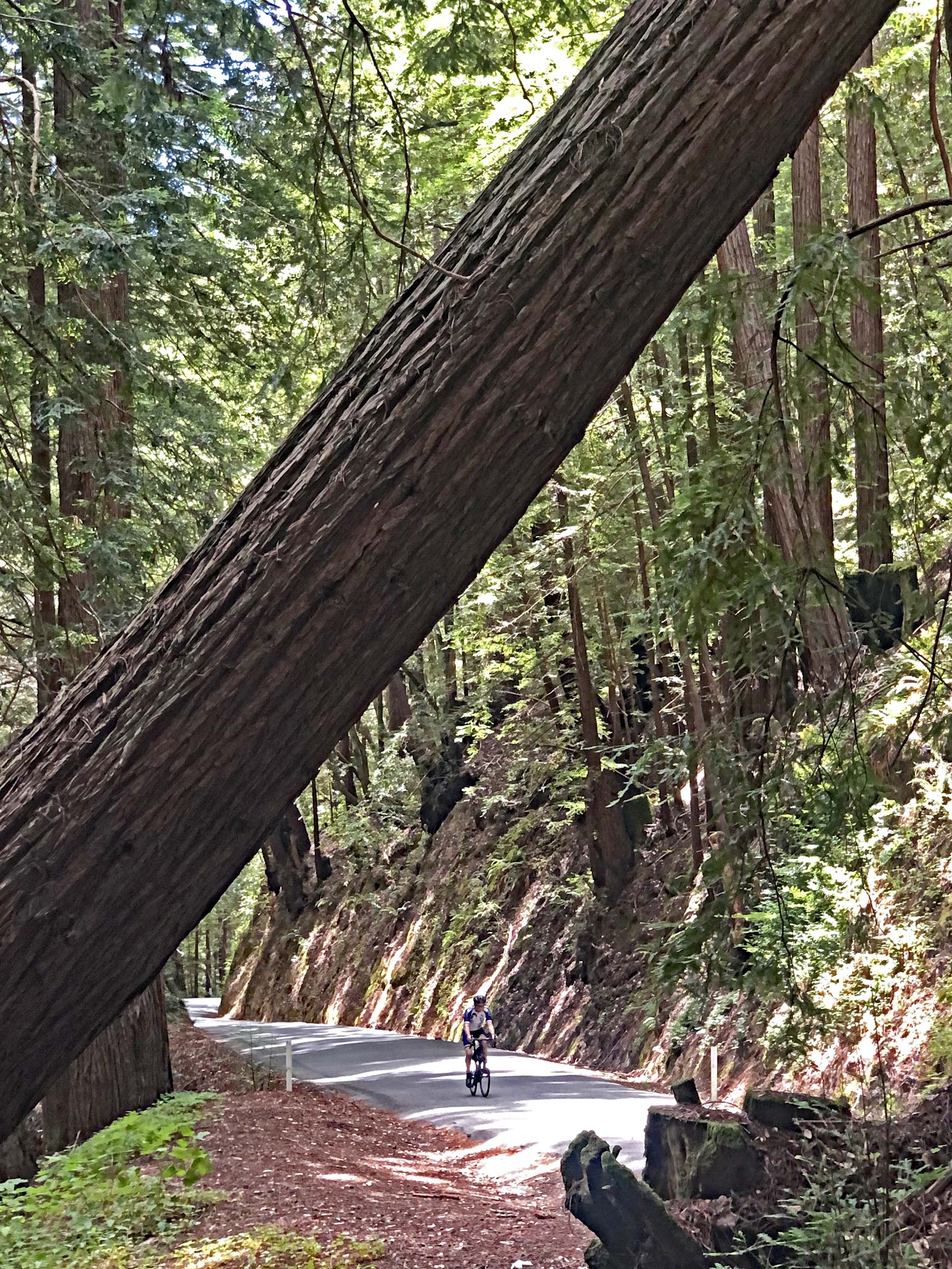 Cycling Tunitas Creek Road - large redwood tree trunk hanging diagonally over narrow roadside surrounded by dense redwood tree forestation, cyclist climbing up roadside
