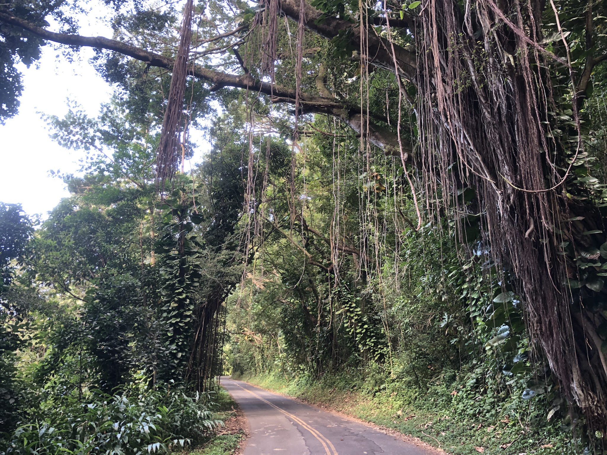 Climbing Tantalus Drive by bike - banyan trees with vines over roadway