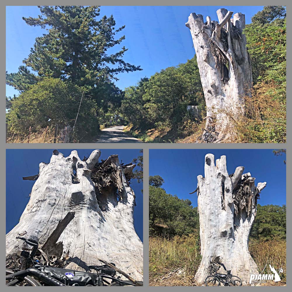 Cycling Mt. Madonna, Santa Cruz Mountains - photo collage, large white dead tree stump, bike parked against it, narrow one lane roadway, PJAMM Cycling logo in corner 