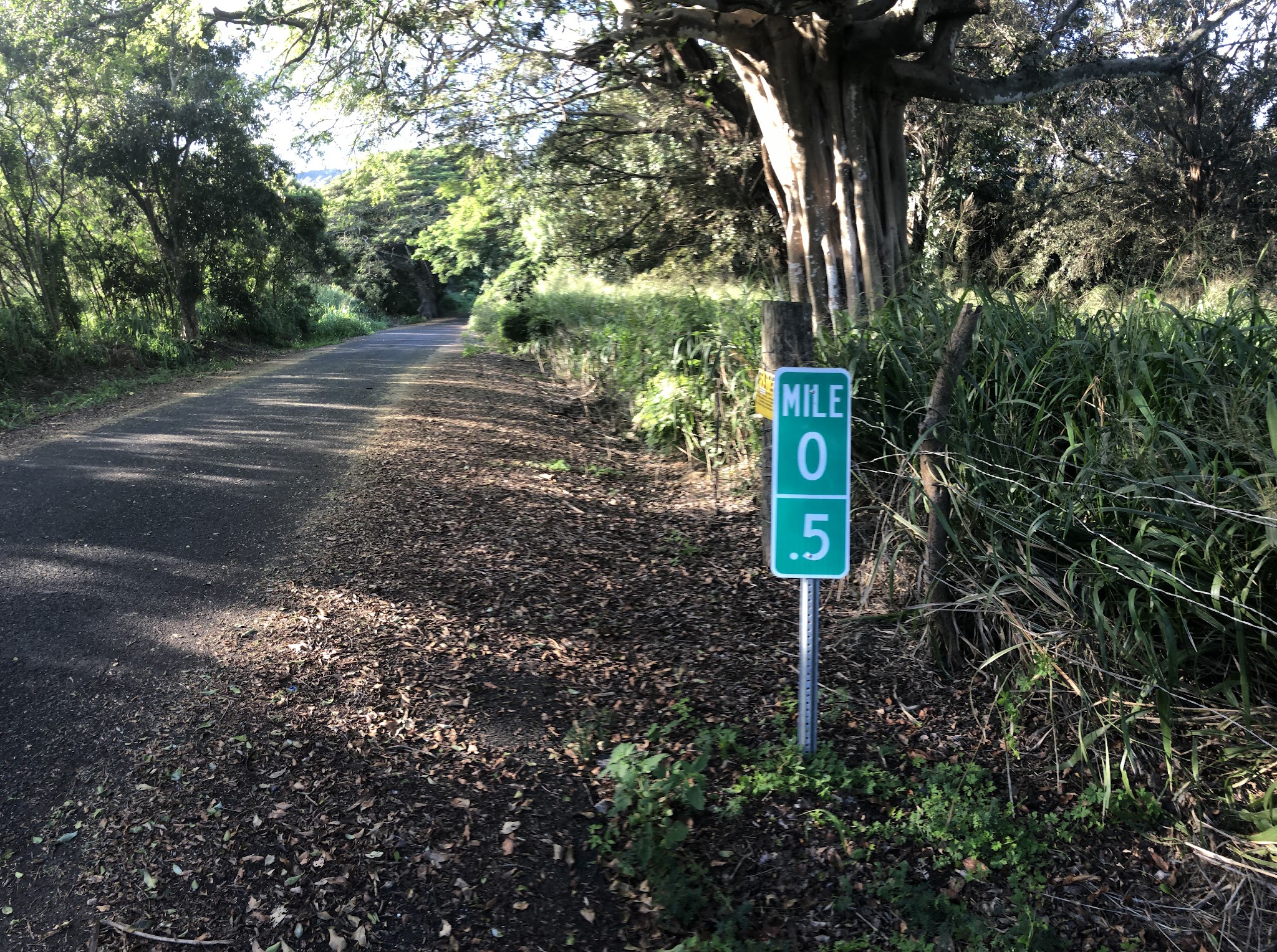 Climbing Mokuleia Forest Reserve Road by bike - road, forest and mile marker.