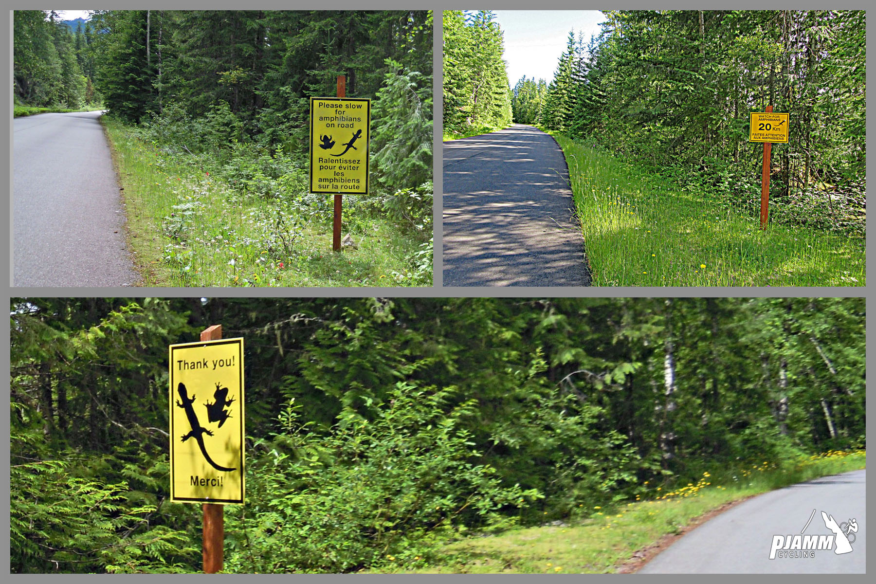 Cycling Mt. Revelstoke, BC, Canada - photo collage, PJAMM Cycling logo in corner, yellow signs along roadway reminding to keep an eye out for amphibians crossing the road, lush greenery along roadway