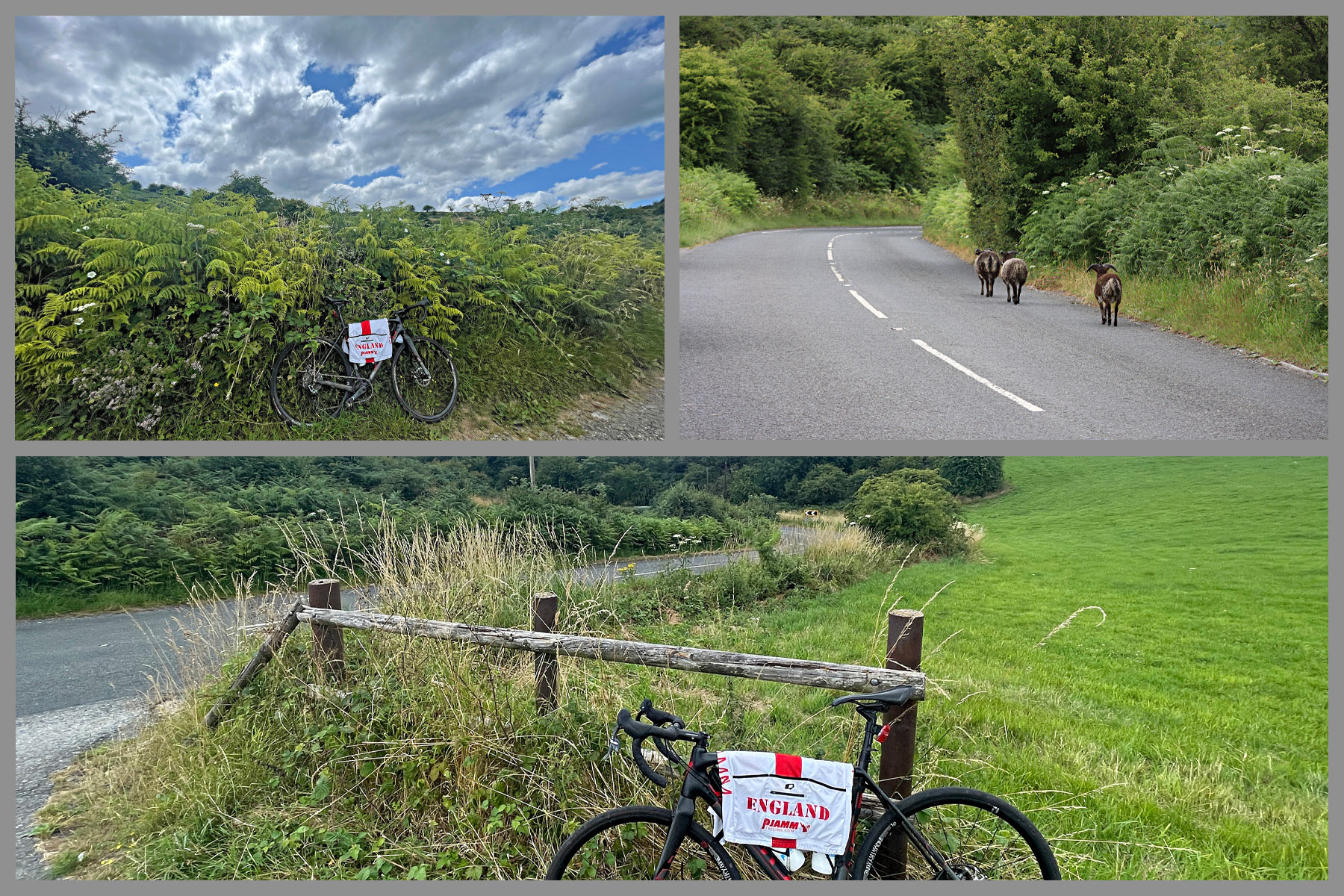 photo collage shows bike and PJAMM Cycling England jersey parked against wooden fence next to roadway; sheep walk in roadway