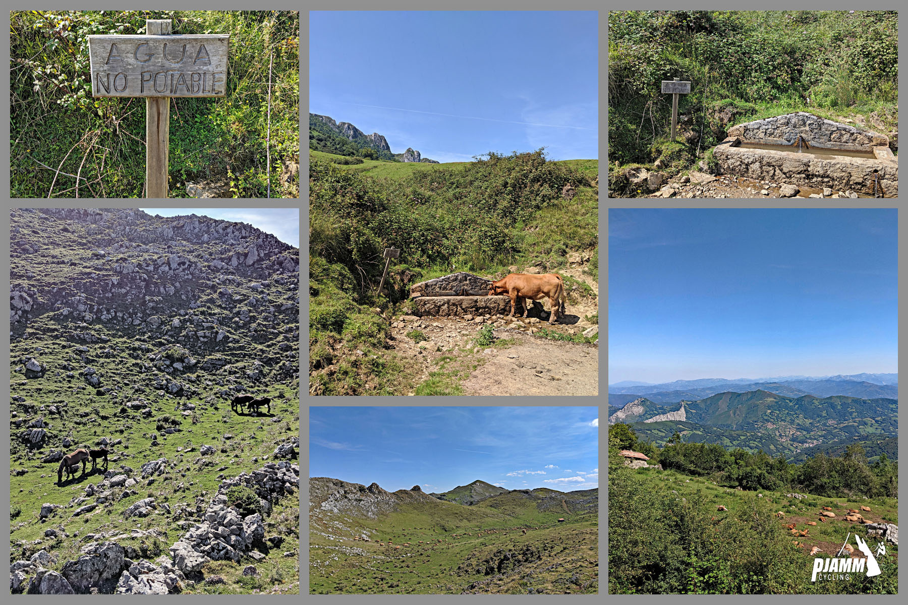 Cycling Alto de l'Angliru, Spain - animals grazing in grasslands throughout the climb, including horses and other livestock