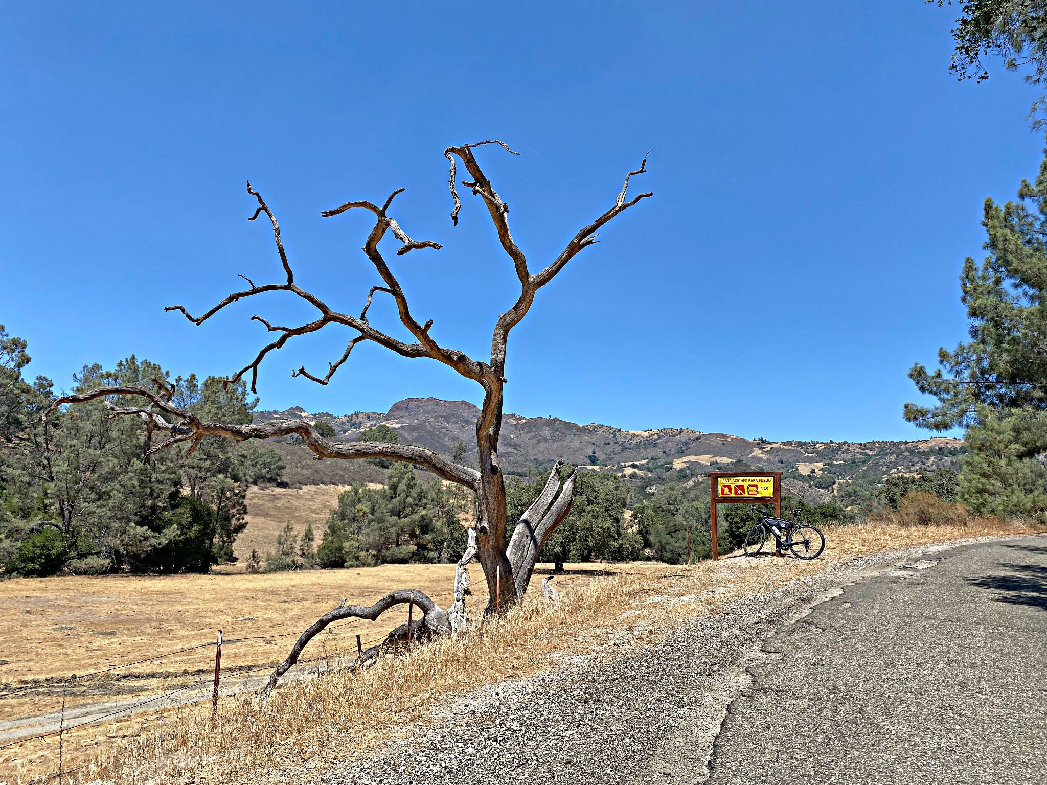 Climbing Figueroa Road South and West start of climb on Happy Canyon Road; bike parked next to large dead tree on road side; dry grass fields