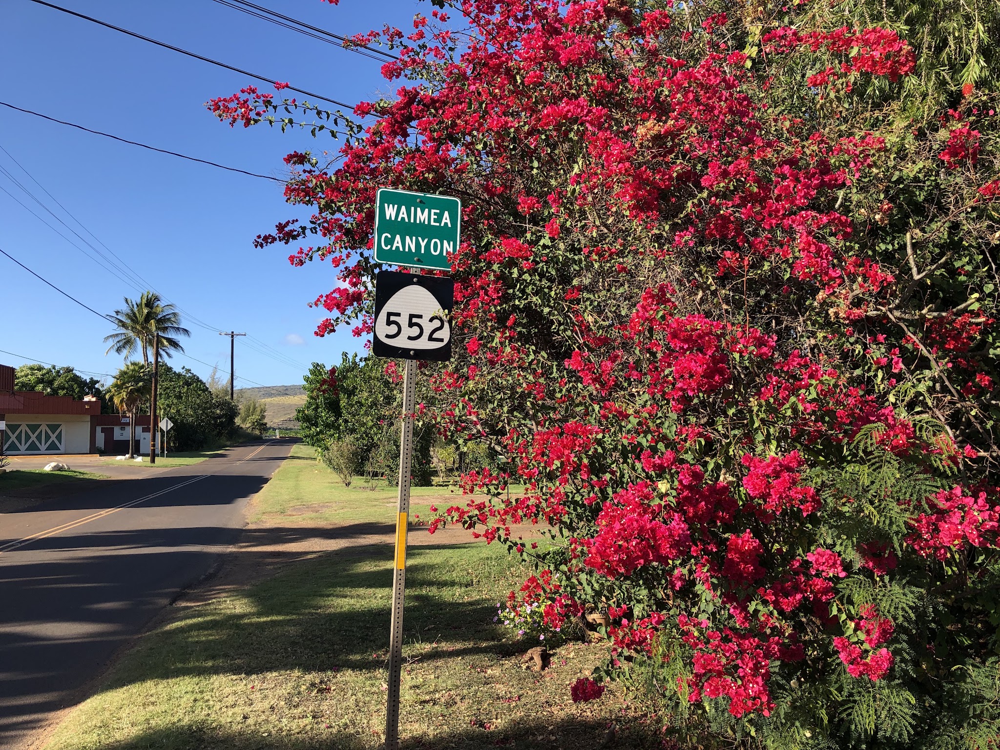 sign for Waimea Canyon and Highway 552 next to bright pink bougainvillea 