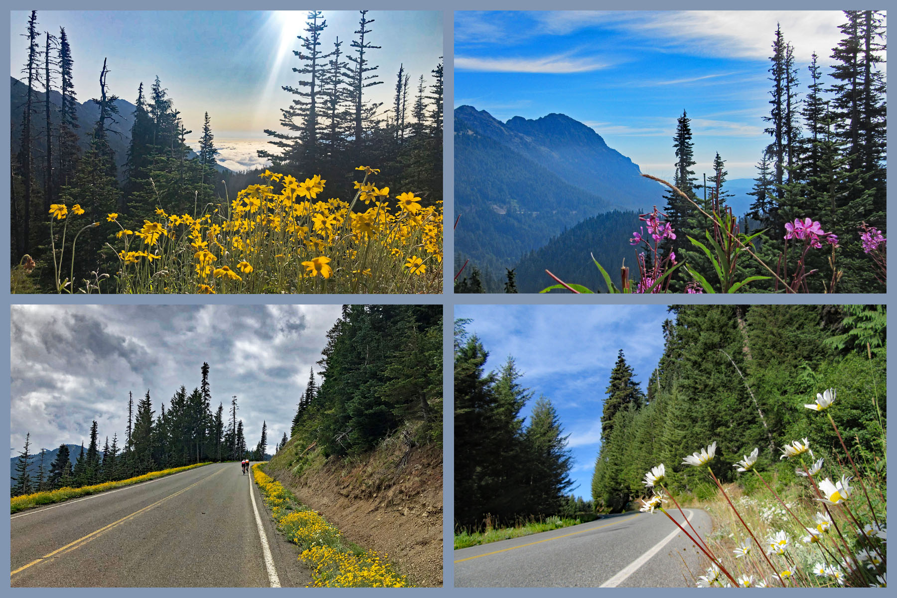 Biking Hurricane Ridge - cyclist on road with wildflowers