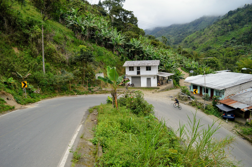 Aerial drone view as PJAMM Cyclist rides along sharp U turn in roadway surrounded by lush green tropical vegetation 