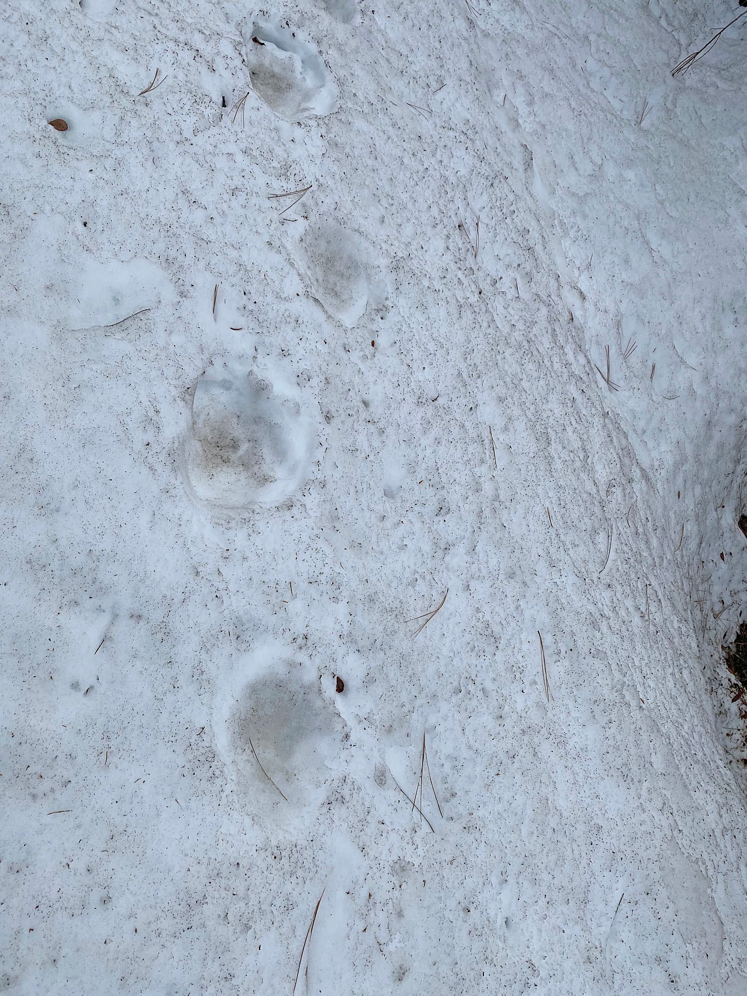 Cycling Old Clear Creek Road, NV - bear tracks found in snow on roadway