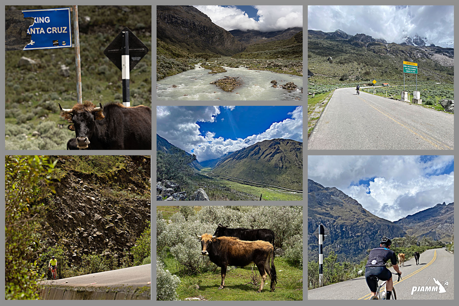 photo collage, cattle, glacial runoff